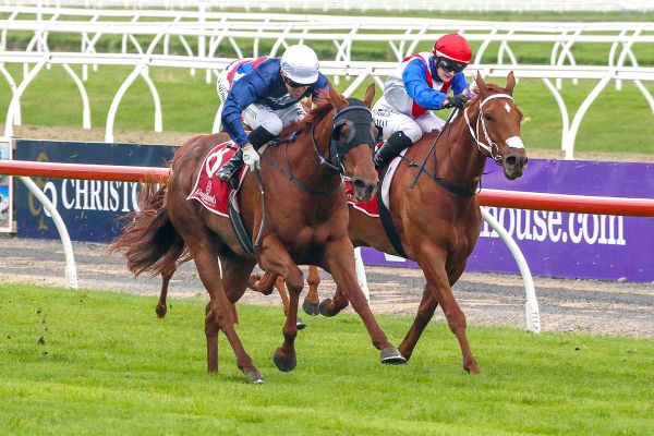Trainers chasing champagne result in Riccarton features
