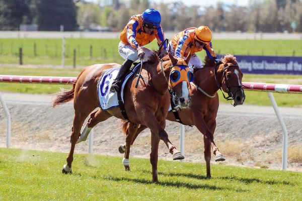 Filly playing starring role for Pencarrow