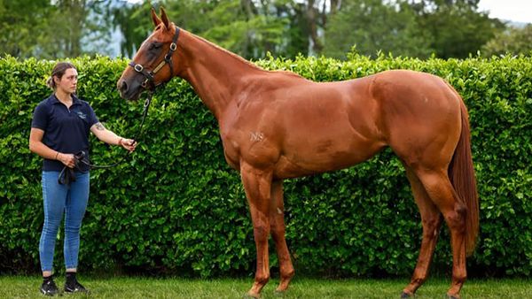 Kilgravin set to offer quality RTR draft