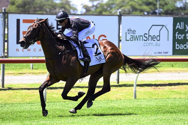 Improving Toesonthenose strong in Newcastle victory