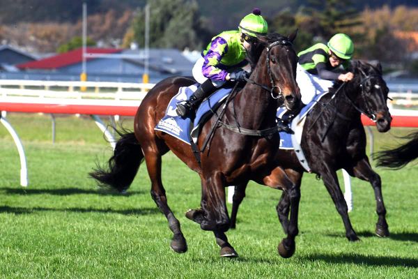 Hi Yo Sass Bomb seeking home track win