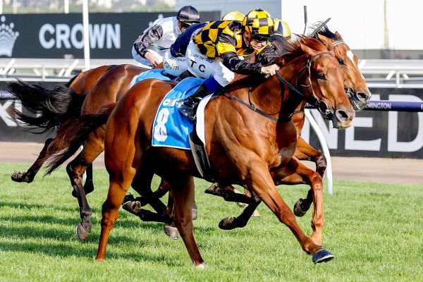 Maher pair to meet at Flemington