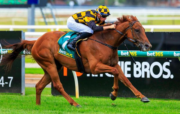 Holymanz chases another Classic win