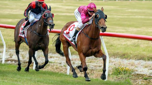Guineas dream for southern filly