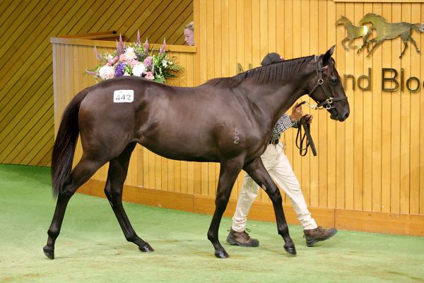 Mills snares another Savabeel filly