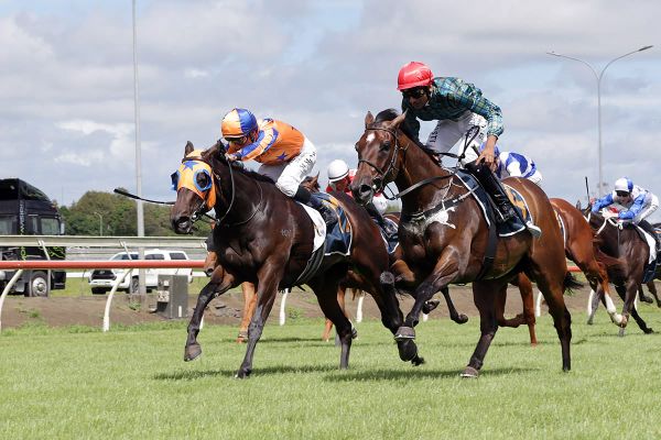 Pendragon on Guineas path