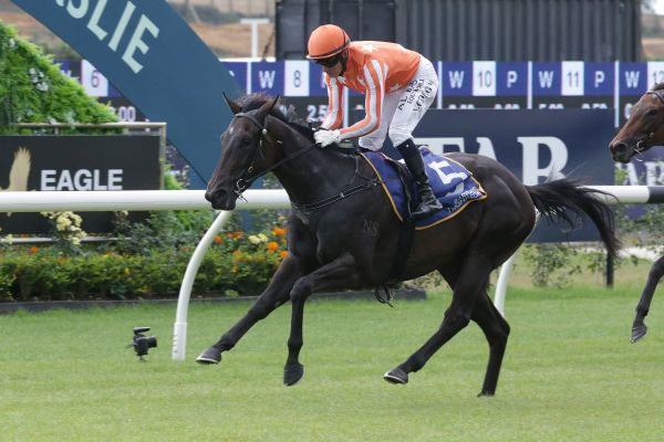 Owners enjoy being back at Ellerslie