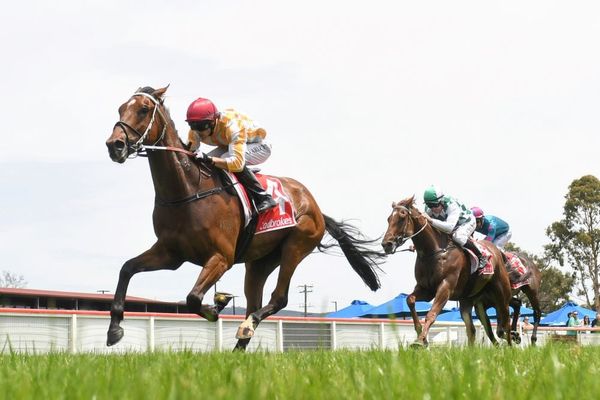 Gold Wolf set for Tasmanian Derby tilt