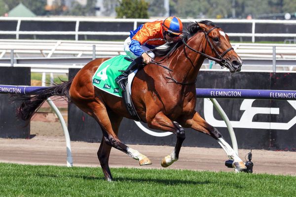 Grinzinger Belle adds to Lightning Day legacy for Shamexpress