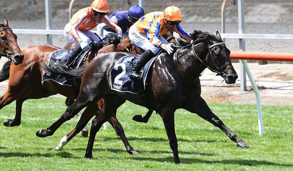 Blueblood colt scores at Matamata