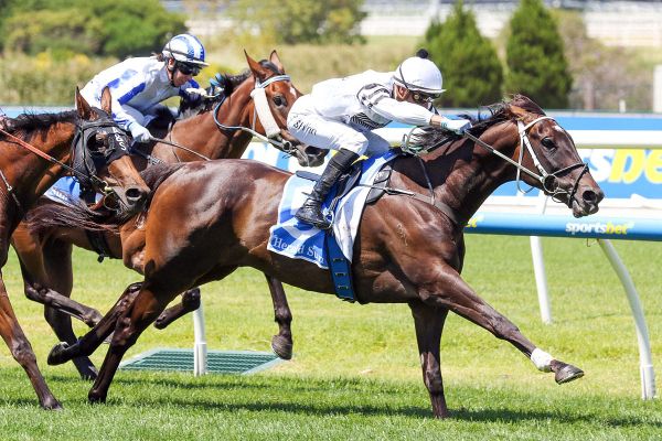 Sneaky Adelaide Cup tilt for Caulfield winner Wertheimer