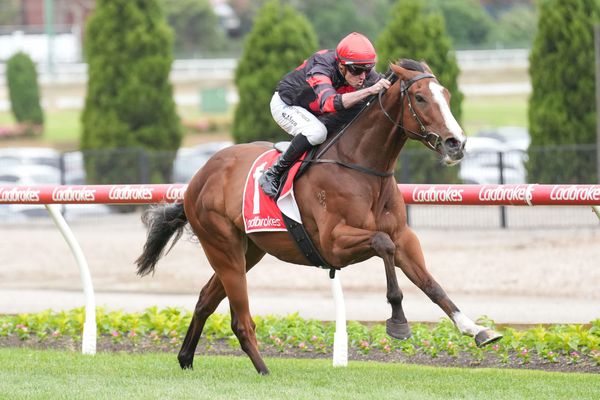 Dunkel to rebound in Roy Higgins