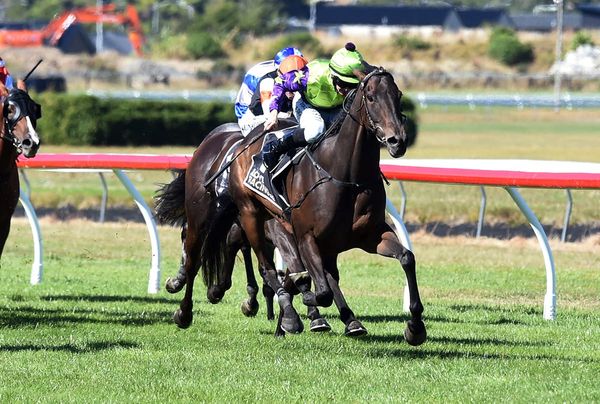 Stable star searching for Group One win
