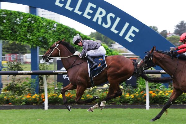 Master Fay to tackle Newmarket Handicap