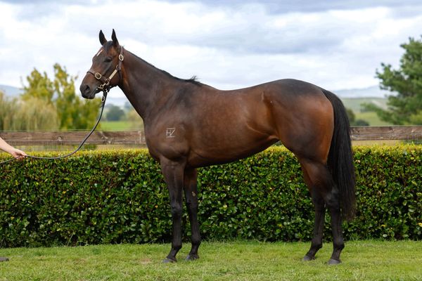 Group One winner Maven Belle for sale on Gavelhouse Plus