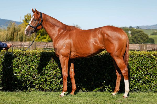 Te Akau to extend golden run with gavelhouse.com