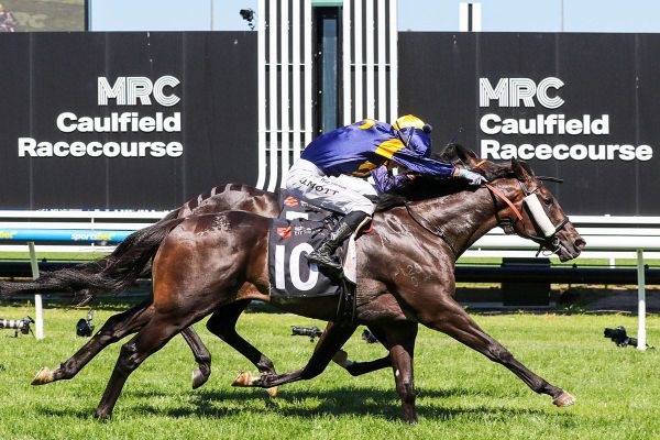 Wolfy by a whisker at Caulfield