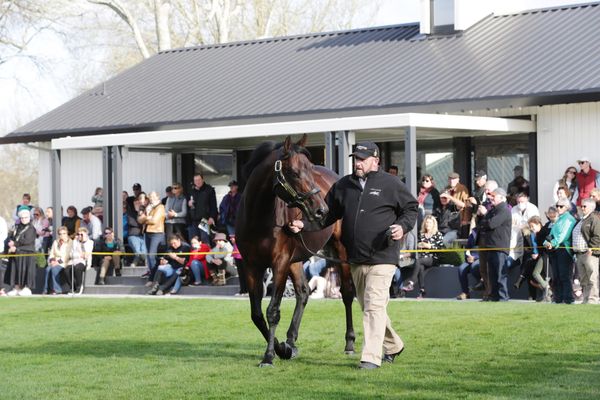 Waikato Thoroughbred Breeders' Stallion Parade schedule