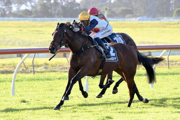 Forsman pair have Easter Handicap in their sights