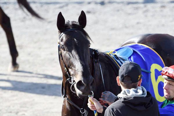 Former northerners making their mark in the south