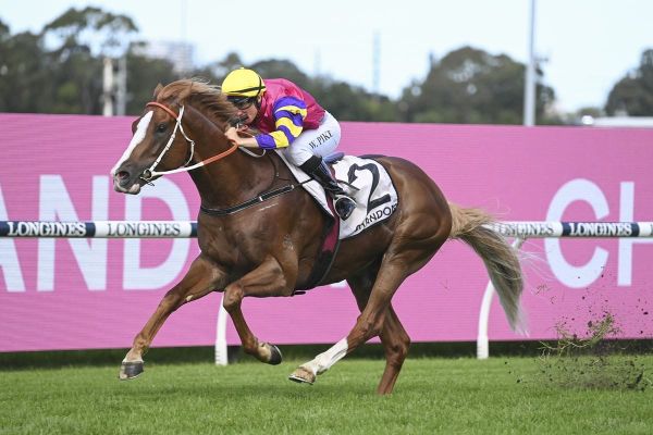 Mr Mozart to stand at Highview