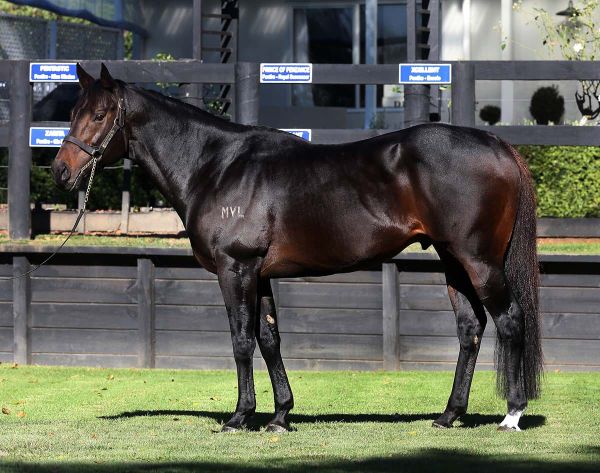 Rich Hill reveals 2024 stallion fees