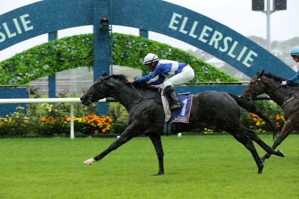 Sacred Satono impresses at Ellerslie