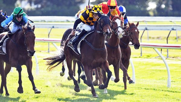 Valuable Rotorua Cup win for Cambridge Stud homebred