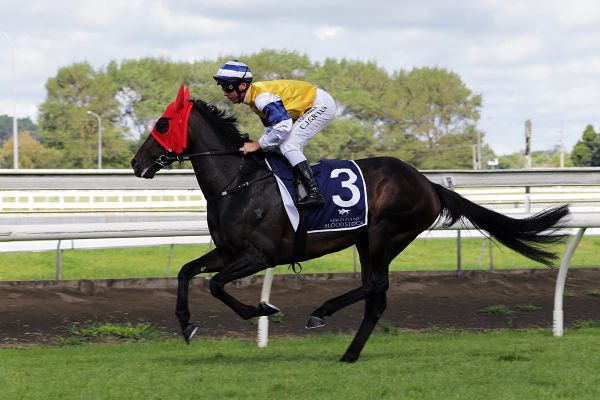 Forsman chasing black-type on both sides of the Tasman