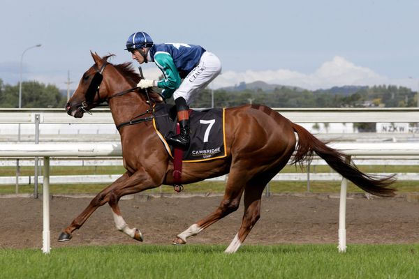 Raceday return imminent for Master Brutus