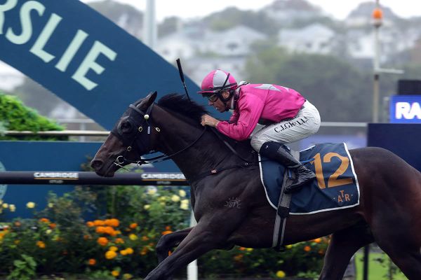 Forsman chasing trans-Tasman features