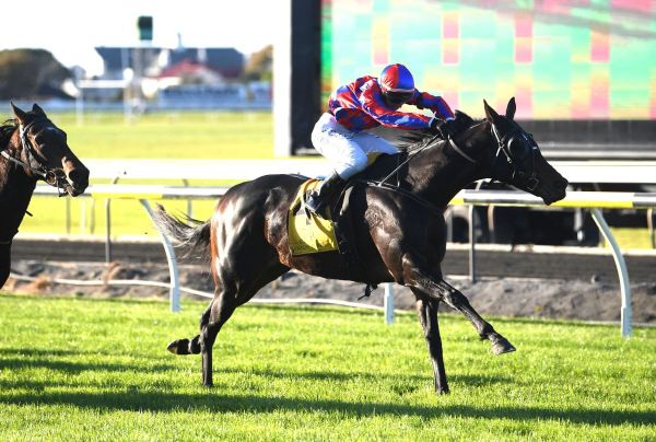 Orlov enhances record with New Plymouth victory