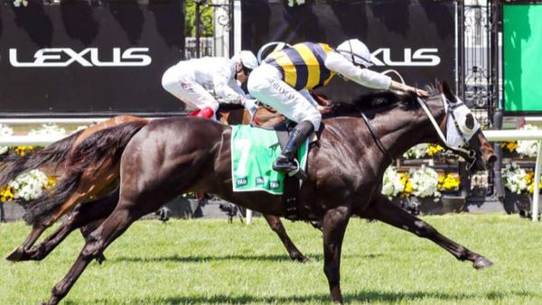 Kiwi-bred primed and ready for Queensland Derby