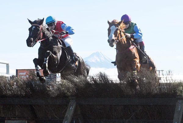 Options open with Auld Jock