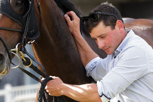 Cole hoping to unearth another star for Ancroft Stud