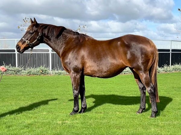 Cambridge Stud offers quality stock on gavelhouse.com