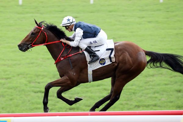 More Hong Kong success for Highview Stud’s Wrote