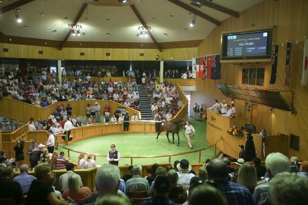Countdown to NZB's 2024 Ready to Run Sale