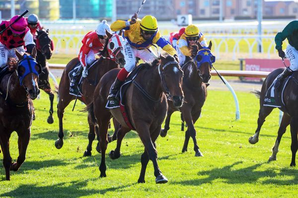 Midnight Runner ticks off Riccarton win