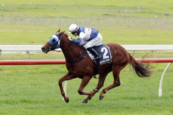 Quality stayer has Livamol in sights