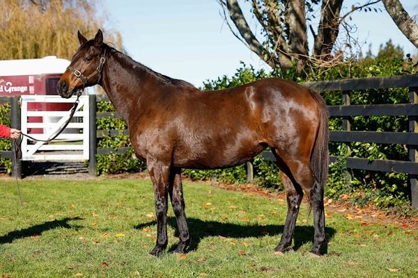 National Online Breeding Stock Sale