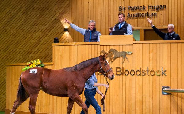 Pedigree Updates Add to Appeal of NZB Weanlings