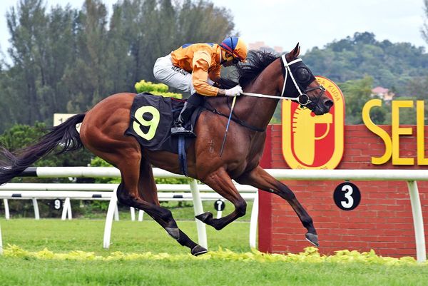 Antipoddean reigns supreme