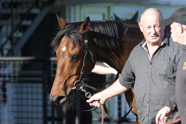 Stable pet seeking home track win