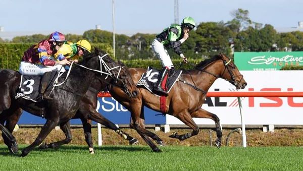 Phelan set to feature at both NZ meetings