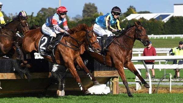 NZTR to Consult on Future of Jumps Racing