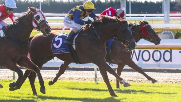 Street Fightin Man too tough at Riccarton