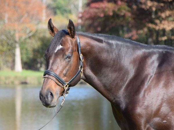 War Decree all but full