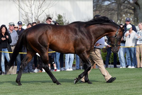 Almanzor secures a permanent residency at Cambridge Stud