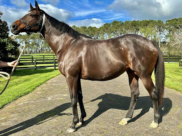 Jamieson Park offers well-credentialled mares on gavelhouse.com